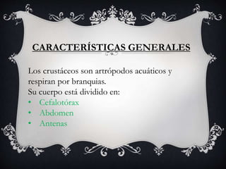 CARACTERÍSTICAS GENERALES
Los crustáceos son artrópodos acuáticos y
respiran por branquias.
Su cuerpo está dividido en:
• Cefalotórax
• Abdomen
• Antenas
 
