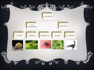 ARÁCNIDOS
NO
VENENOSOS
ÁCAROS OPLIONES GARRAPATAS
VENENOSOS
ARAÑAS ALACRANES
 