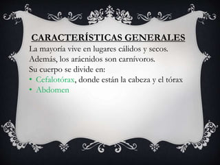 CARACTERÍSTICAS GENERALES
La mayoría vive en lugares cálidos y secos.
Además, los arácnidos son carnívoros.
Su cuerpo se divide en:
• Cefalotórax, donde están la cabeza y el tórax
• Abdomen
 