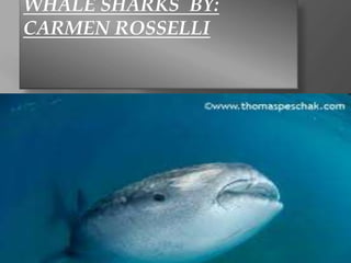 WHALE SHARKS BY:
CARMEN ROSSELLI
 
