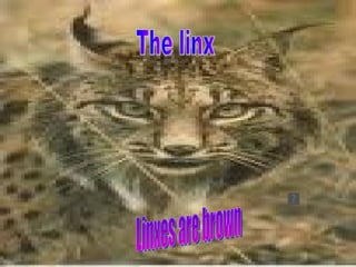 Linxes are brown The linx 
