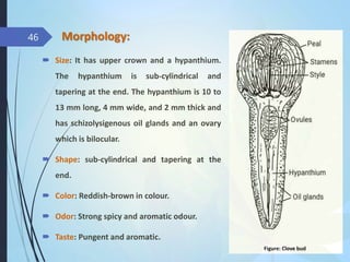 Hypanthium Inner Rim CARMINATIVES AND G.I.REGULATORS.pptx