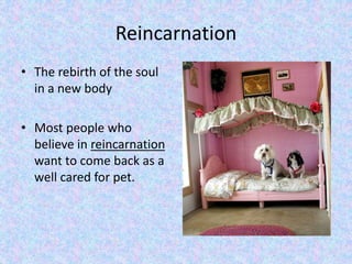 Reincarnation 
• The rebirth of the soul 
in a new body 
• Most people who 
believe in reincarnation 
want to come back as a 
well cared for pet. 
 