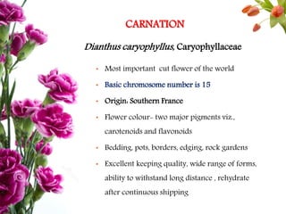 CARNATION
• Most important cut flower of the world
• Basic chromosome number is 15
• Origin: Southern France
• Flower colour- two major pigments viz.,
carotenoids and flavonoids
• Bedding, pots, borders, edging, rock gardens
• Excellent keeping quality, wide range of forms,
ability to withstand long distance , rehydrate
after continuous shipping
Dianthus caryophyllus, Caryophyllaceae
 