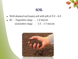 SOIL
Well drained red loamy soil with pH of 5.5 - 6.5
EC - Vegetative stage - 1.2 ms/cm
Generative stage - 1.5 - 1.7 ms/cm
 
