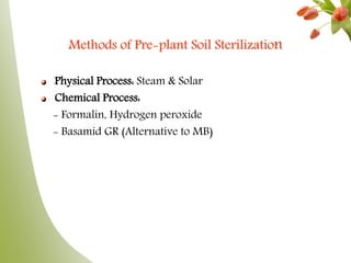 Methods of Pre-plant Soil Sterilization
Physical Process: Steam & Solar
Chemical Process:
- Formalin, Hydrogen peroxide
- Basamid GR (Alternative to MB)
 