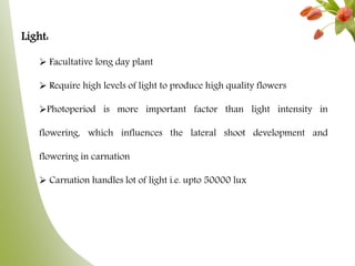 Light:
 Facultative long day plant
 Require high levels of light to produce high quality flowers
Photoperiod is more important factor than light intensity in
flowering, which influences the lateral shoot development and
flowering in carnation
 Carnation handles lot of light i.e. upto 50000 lux
 