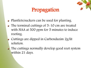 Propagation
Plantlets/suckers can be used for planting.
The terminal cuttings of 5-10 cm are treated
with NAA at 500 ppm for 5 minutes to induce
rooting.
Cuttings are dipped in Carbendazim 2g/lit
solution.
The cuttings normally develop good root system
within 21 days.
 