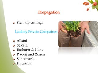 Propagation
Stem tip cuttings
Leading Private Compaines
Albani
Selecta
Barbaret & Blanc
P.kooij and Zonen
Santamaria
Hilwarda
 