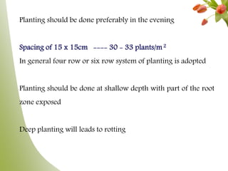 Planting should be done preferably in the evening
Spacing of 15 x 15cm ---- 30 - 33 plants/m2
In general four row or six row system of planting is adopted
Planting should be done at shallow depth with part of the root
zone exposed
Deep planting will leads to rotting
 