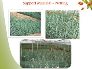 Support Material - Netting
 