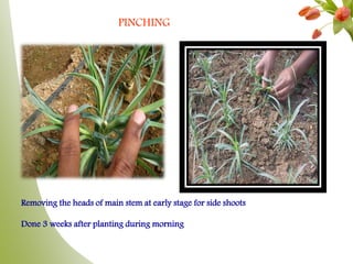 PINCHING
Removing the heads of main stem at early stage for side shoots
Done 3 weeks after planting during morning
 