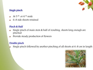 Single pinch
At 5 th or 6 th node
6-8 side shoots retained
Pinch & Half
Single pinch of main stem & half of resulting shoots long enough are
pinched
Provide steady production of flowers
Double pinch
Single pinch followed by another pinching of all shoots at 6-8 cm in length
 