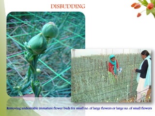 2
DISBUDDING
Removing undesirable immature flower buds for small no. of large flowers or large no. of small flowers
 