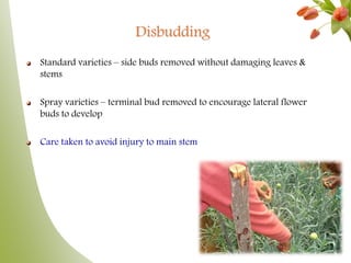 Disbudding
Standard varieties – side buds removed without damaging leaves &
stems
Spray varieties – terminal bud removed to encourage lateral flower
buds to develop
Care taken to avoid injury to main stem
 