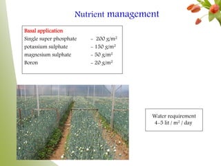 Nutrient management
Basal application
Single super phosphate - 200 g/m2
potassium sulphate - 150 g/m2
magnesium sulphate - 50 g/m2
Boron - 20 g/m2
Water requirement
4-5 lit / m2 / day
 