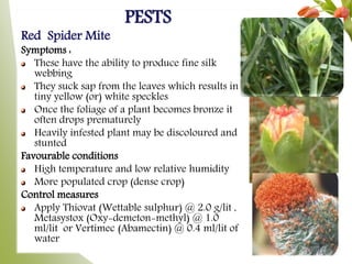 PESTS
Red Spider Mite
Symptoms :
These have the ability to produce fine silk
webbing
They suck sap from the leaves which results in
tiny yellow (or) white speckles
Once the foliage of a plant becomes bronze it
often drops prematurely
Heavily infested plant may be discoloured and
stunted
Favourable conditions
High temperature and low relative humidity
More populated crop (dense crop)
Control measures
Apply Thiovat (Wettable sulphur) @ 2.0 g/lit ,
Metasystox (Oxy-demeton-methyl) @ 1.0
ml/lit or Vertimec (Abamectin) @ 0.4 ml/lit of
water
 