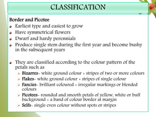 CLASSIFICATION
Border and Picotee
Earliest type and easiest to grow
Have symmetrical flowers
Dwarf and hardy perennials
Produce single stem during the first year and become bushy
in the subsequent years
They are classified according to the colour pattern of the
petals such as
 Bizarres- white ground colour + stripes of two or more colours
 Flakes- white ground colour + stripes of single colour
 Fancies- brilliant coloured + irregular markings or blended
colours
 Picotees- rounded and smooth petals of yellow, white or buff
background + a band of colour border at margin
 Selfs- single even colour without spots or stripes
 