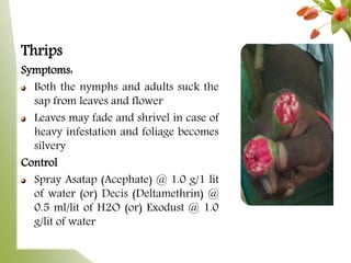 Thrips
Symptoms:
Both the nymphs and adults suck the
sap from leaves and flower
Leaves may fade and shrivel in case of
heavy infestation and foliage becomes
silvery
Control
Spray Asatap (Acephate) @ 1.0 g/1 lit
of water (or) Decis (Deltamethrin) @
0.5 ml/lit of H2O (or) Exodust @ 1.0
g/lit of water
 