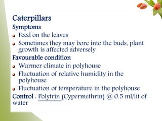 Caterpillars
Symptoms
Feed on the leaves
Sometimes they may bore into the buds, plant
growth is affected adversely
Favourable condition
Warmer climate in polyhouse
Fluctuation of relative humidity in the
polyhouse
Fluctuation of temperature in the polyhouse
Control : Polytrin (Cypermethrin) @ 0.5 ml/lit of
water
 