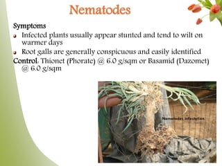Nematodes
Symptoms
Infected plants usually appear stunted and tend to wilt on
warmer days
Root galls are generally conspicuous and easily identified
Control: Thionet (Phorate) @ 6.0 g/sqm or Basamid (Dazomet)
@ 6.0 g/sqm
 