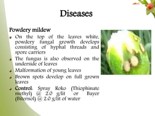 Diseases
Powdery mildew
On the top of the leaves white,
powdery fungal growth develops
consisting of hyphal threads and
spore carriers
The fungus is also observed on the
underside of leaves
Malformation of young leaves
Brown spots develop on full grown
leaves
Control: Spray Roko (Thiophinate
methyl) @ 2.0 g/lit or Bayer
(Biternol) @ 2.0 g/lit of water
 