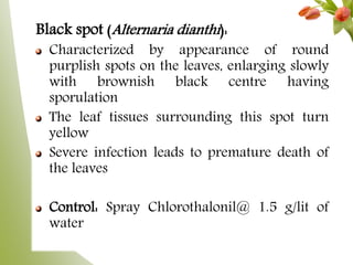 Black spot (Alternaria dianthi):
Characterized by appearance of round
purplish spots on the leaves, enlarging slowly
with brownish black centre having
sporulation
The leaf tissues surrounding this spot turn
yellow
Severe infection leads to premature death of
the leaves
Control: Spray Chlorothalonil@ 1.5 g/lit of
water
 