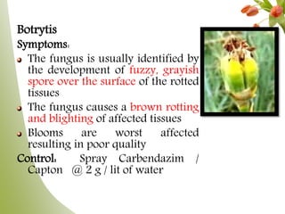 Botrytis
Symptoms:
The fungus is usually identified by
the development of fuzzy, grayish
spore over the surface of the rotted
tissues
The fungus causes a brown rotting
and blighting of affected tissues
Blooms are worst affected
resulting in poor quality
Control: Spray Carbendazim /
Capton @ 2 g / lit of water
 