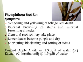 Phytophthora Foot Rot
Symptoms:
Withering and yellowing of foliage, leaf death
External browning of stems and internal
browning at nodes
Stem and root rot may take place
Lower leaves become purple and dry
Shortening, blackening and rotting of stems
Control: Apply Alleite @ 1.5 g/lit of water (or)
Kavach (Chlorothalonil) @ 1.5 g/lit of water
 