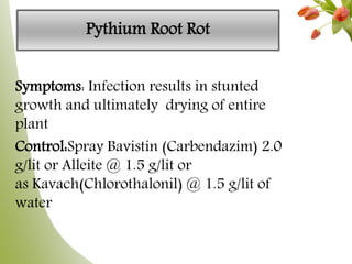 Pythium Root Rot
Symptoms: Infection results in stunted
growth and ultimately drying of entire
plant
Control:Spray Bavistin (Carbendazim) 2.0
g/lit or Alleite @ 1.5 g/lit or
as Kavach(Chlorothalonil) @ 1.5 g/lit of
water
 