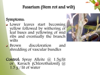 Fusarium (Stem rot and wilt)
Symptoms:
Lower leaves start becoming
yellow followed by withering of
leaf bases and yellowing of mid
ribs and eventually the branch
wilts
Brown discoloration and
shredding of vascular bundles
Control: Spray Alleite @ 1.5g/lit
or Kavach (Chlorothalonil) @
1.5 g / lit of water
 