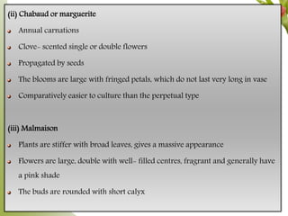 (ii) Chabaud or marguerite
Annual carnations
Clove- scented single or double flowers
Propagated by seeds
The blooms are large with fringed petals, which do not last very long in vase
Comparatively easier to culture than the perpetual type
(iii) Malmaison
Plants are stiffer with broad leaves, gives a massive appearance
Flowers are large, double with well- filled centres, fragrant and generally have
a pink shade
The buds are rounded with short calyx
 