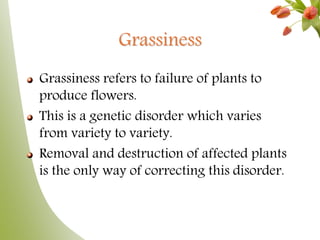 Grassiness
Grassiness refers to failure of plants to
produce flowers.
This is a genetic disorder which varies
from variety to variety.
Removal and destruction of affected plants
is the only way of correcting this disorder.
 