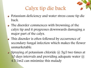 Calyx tip die back
Potassium deficiency and water stress cause tip die
back.
The disorder commences with browning of the
calyx tip and it progresses downwards damaging a
major part of the calyx.
This disorder is often followed by occurrence of
secondary fungal infection which makes the flower
unmarketable.
Spraying of potassium chloride @ 5g/l two times at
10 days intervals and providing adequate water @
4.5 l/m2 can minimize this malady
 
