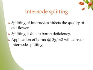 Internode splitting
Splitting of internodes affects the quality of
cut flowers.
Splitting is due to boron deficiency.
Application of borax @ 2g/m2 will correct
internode splitting.
 