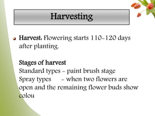 Harvesting
Harvest: Flowering starts 110-120 days
after planting.
Stages of harvest
Standard types - paint brush stage
Spray types - when two flowers are
open and the remaining flower buds show
colou
 