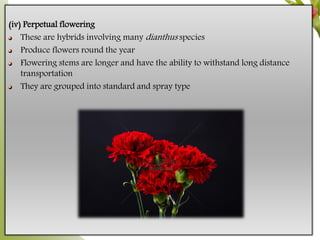 (iv) Perpetual flowering
These are hybrids involving many dianthus species
Produce flowers round the year
Flowering stems are longer and have the ability to withstand long distance
transportation
They are grouped into standard and spray type
 