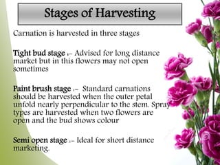 Stages of Harvesting
Carnation is harvested in three stages
Tight bud stage :- Advised for long distance
market but in this flowers may not open
sometimes
Paint brush stage :- Standard carnations
should be harvested when the outer petal
unfold nearly perpendicular to the stem. Spray
types are harvested when two flowers are
open and the bud shows colour
Semi open stage :- Ideal for short distance
marketing.
 