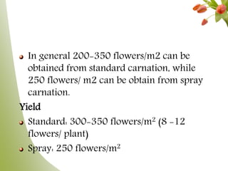 In general 200-350 flowers/m2 can be
obtained from standard carnation, while
250 flowers/ m2 can be obtain from spray
carnation.
Yield
Standard: 300-350 flowers/m2 (8 -12
flowers/ plant)
Spray: 250 flowers/m2
 