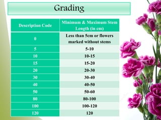 Grading
Description Code
Minimum & Maximum Stem
Length (in cm)
0
Less than 5cm or flowers
marked without stems
5 5-10
10 10-15
15 15-20
20 20-30
30 30-40
40 40-50
50 50-60
80 80-100
100 100-120
120 120
 