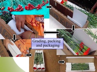Grading, packing
and packaging
 