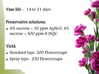 Vase life - 14 to 21 days
Preservative solutions:
4% sucrose + 30 ppm AgNo3, 4%
sucrose + 300 ppm 8 HQC
Yield:
Standard type: 200 Flowers/sqm
Spray type: 250 Flowers/sqm
 