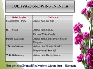 State/ Region Cultivars
Maharashtra - Pune Aristo, William Sim
H.P. -Solan Arthur Sim, Candy,
Espana,White Candy
Punjab-Ludhiana Arthur Sim, Sam’s Pride, Scarlet
Elegance
T.N.-Kodaikanal Arthur Sim, Scania, Scarlet
Elegance and Star light
W.B.-Kalimpong Arthur Sim, Dusty, Scania
CULTIVARS GROWING IN INDIA
First genetically modified variety: Moon dust - florigene
 