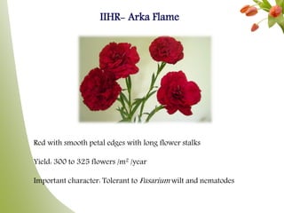 Red with smooth petal edges with long flower stalks
Yield: 300 to 325 flowers /m2 /year
Important character: Tolerant to Fusarium wilt and nematodes
IIHR- Arka Flame
 