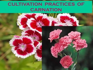 CULTIVATION PRACTICES OF
CARNATION
 