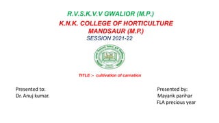 R.V.S.K.V.V GWALIOR (M.P.)
K.N.K. COLLEGE OF HORTICULTURE
MANDSAUR (M.P.)
SESSION 2021-22
TITLE :- cultivation of carnation
Presented to: Presented by:
Dr. Anuj kumar. Mayank parihar
FLA precious year
 