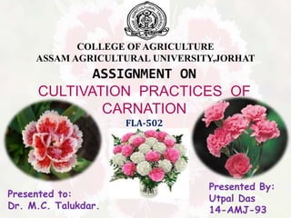 ASSIGNMENT ON
CULTIVATION PRACTICES OF
CARNATION
FLA-502
COLLEGE OFAGRICULTURE
ASSAM AGRICULTURAL UNIVERSITY,JORHAT
Presented to:
Dr. M.C. Talukdar.
Presented By:
Utpal Das
14-AMJ-93
 