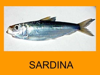 SARDINA 