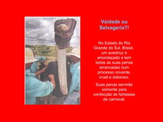 Vaidade ou Selvageria?! No Estado do Rio Grande do Sul, Brasil,  um avestruz é amordaçado e tem todas as suas penas arrancadas num processo covarde, cruel e doloroso. Suas penas servirão somente para confecção de fantasias de carnaval. 