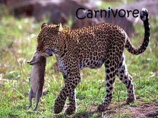 Carnivore
